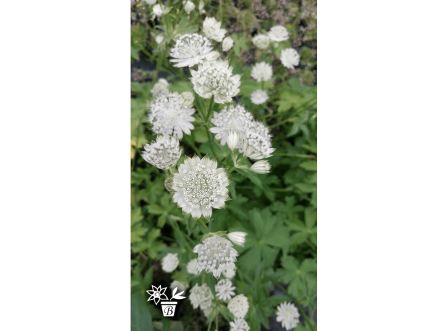 Astrantia major   'Alba'